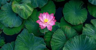 ChatGPT提示词_无人机视角下的池塘中心盛开的粉色莲花与颗粒感的莲叶_chatgpt.com官网缩略图