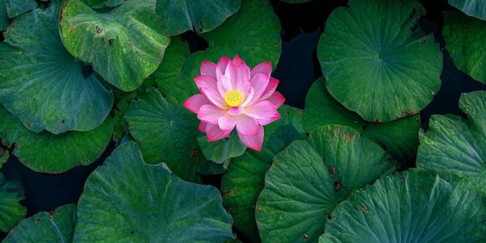 ChatGPT提示词_无人机视角下的池塘中心盛开的粉色莲花与颗粒感的莲叶_chatgpt.com官网缩略图