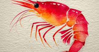 ChatGPT提示词_一幅单只红虾的水彩插图，展现其卷曲形状和明显的段，使用亮珊瑚红和温暖橙色调，柔和的水彩阴影，背景为白色_chatgpt5.0官网缩略图