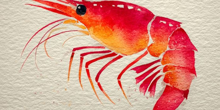 ChatGPT提示词_一幅单只红虾的水彩插图，展现其卷曲形状和明显的段，使用亮珊瑚红和温暖橙色调，柔和的水彩阴影，背景为白色_chatgpt5.0官网缩略图