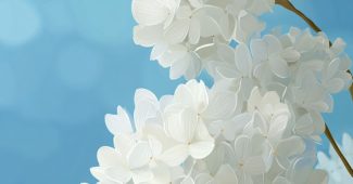 ChatGPT提示词_粉蓝背景上的白色绣球花_chatgpt在线版缩略图