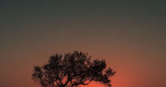 AI提示词_一位坐在树下的人在享受日落的宁静时刻_chatgpt在线网页版缩略图