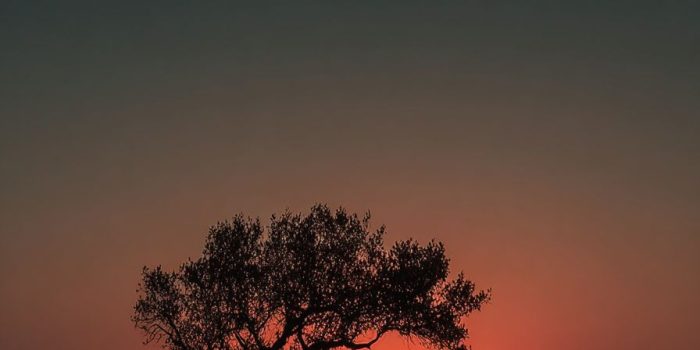 ChatGPT提示词_一位坐在树下的人在享受日落的宁静时刻_chatgpt在线网页版缩略图