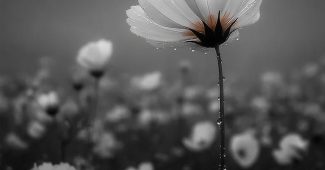 ChatGPT提示词_纳撒尼尔·韦斯的花_chatgpt中文版电脑版缩略图