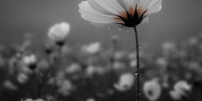 ChatGPT提示词_纳撒尼尔·韦斯的花_chatgpt中文版电脑版缩略图