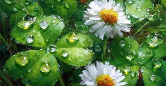 AI提示词_夏雨过后，四叶草上晶莹的水珠闪耀着光芒，几朵白色雏菊散发着清新治愈的气息_chat gpt会员缩略图