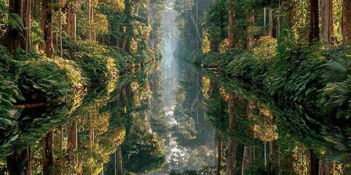 ChatGPT提示词_亚马逊地区的土著抵抗艺术_chatgpt国内能用吗缩略图