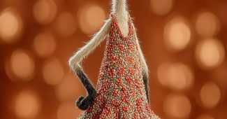 ChatGPT提示词_一只穿着闪亮桑巴服装、戴着太阳镜的优雅暹罗猫在舞台上两脚站立，展现时尚自信的姿态_chatgpt5.2费用缩略图