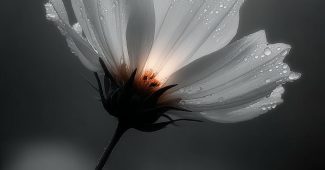 ChatGPT提示词_这是一幅由纳撒尼尔·维尔斯创作的花卉画作_chatgpt会员充值缩略图