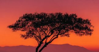 AI提示词_在落日余晖下，一棵孤树旁坐着一个人，静静观望天空_chatgpt5.1缩略图