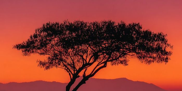 ChatGPT提示词_在落日余晖下，一棵孤树旁坐着一个人，静静观望天空_chatgpt5.1缩略图