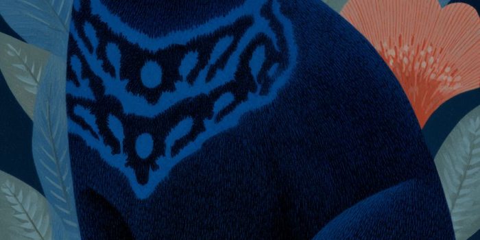 ChatGPT提示词_胖猫插图_chatgptplus官网缩略图