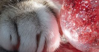 ChatGPT提示词_猫爪在地上玩半透明粉色闪光粘液球_chatgpt中文版gpt4缩略图