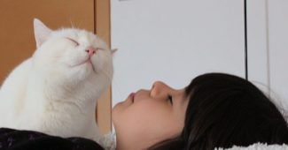 AI提示词_猫与女孩_chatgptplus官网缩略图