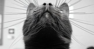 AI提示词_一只黑色猫咪剪影在白色背景上_开gpt会员缩略图