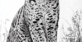 Ai提示词_一只在白色背景下的山猫超写实铅笔画_chat gpt会员是智商税嘛缩略图