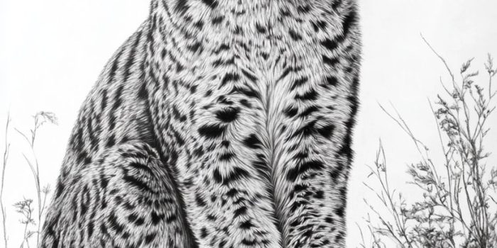 Ai提示词_一只在白色背景下的山猫超写实铅笔画_chat gpt会员是智商税嘛缩略图