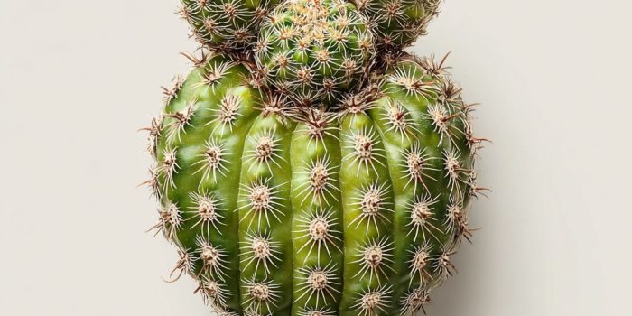 AI提示词_像人类心脏形状的仙人掌_国内如何买gpt会员卡便宜点缩略图