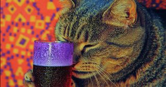 AI提示词_一只胖猫正在喝可乐_chatgpt会员多少钱一年缩略图