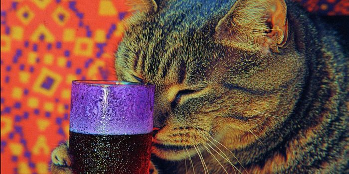 AI提示词_一只胖猫正在喝可乐_chatgpt会员多少钱一年缩略图