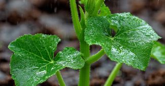AI提示词_一株带有十片叶子和一个未开放的黄色花蕾的南瓜植物，生长在湿润的黑土中，细雨轻轻落下_chatgpt50官网中文版缩略图