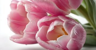 ai提示词_三朵粉色郁金香漂浮在白色背景上_chatgpt5.1即时聊天缩略图