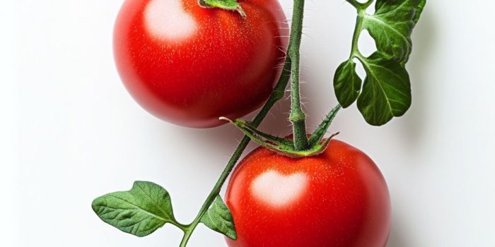 Ai提示词_一根西红柿植物的枝条上挂着两个红色西红柿和几片绿色叶子_chat gpt会员的作用缩略图