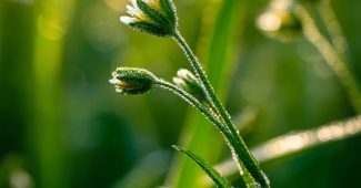 Ai提示词_清晨的阳光洒在绿草和野花上_chatgpt在线版缩略图