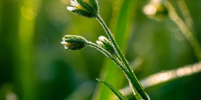Ai提示词_清晨的阳光洒在绿草和野花上_chatgpt在线版缩略图