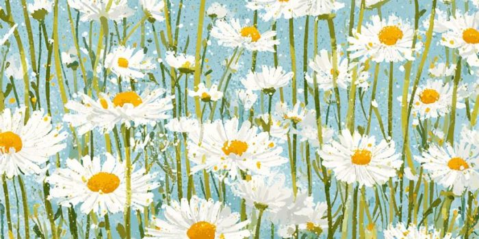 AI提示词_一幅展示雏菊的插图，包含白色花朵和黄色中心的细节_chatgpt会员多少钱一个月缩略图