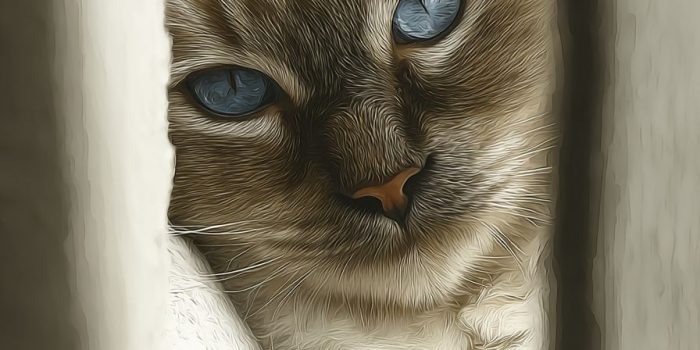 ai提示词_猫的图像_chatgpt5.0中文版缩略图