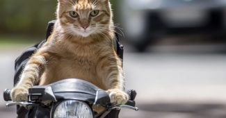 AI提示词_一只芥末黄色的猫在骑摩托车送包裹_如何购买gpt会员便宜缩略图