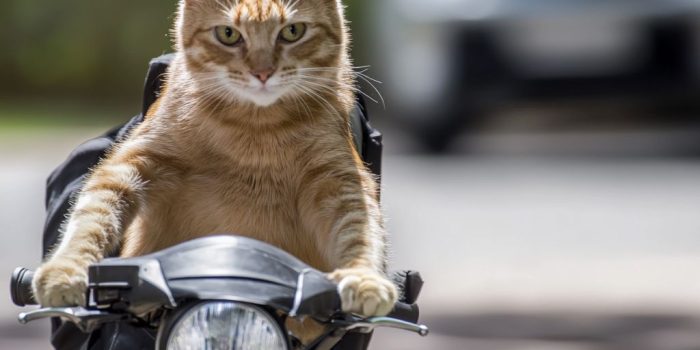 AI提示词_一只芥末黄色的猫在骑摩托车送包裹_如何购买gpt会员便宜缩略图