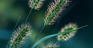 AI提示词_清晨日出时的绿草和孤独的野花_chatgptplus怎么订阅缩略图