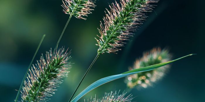 AI提示词_清晨日出时的绿草和孤独的野花_chatgptplus怎么订阅缩略图