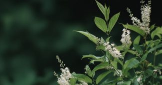 Ai提示词_展示了绿色叶子和白色花朵的自然场景缩略图