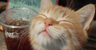 Ai提示词_一只快乐的猫在喝可乐缩略图