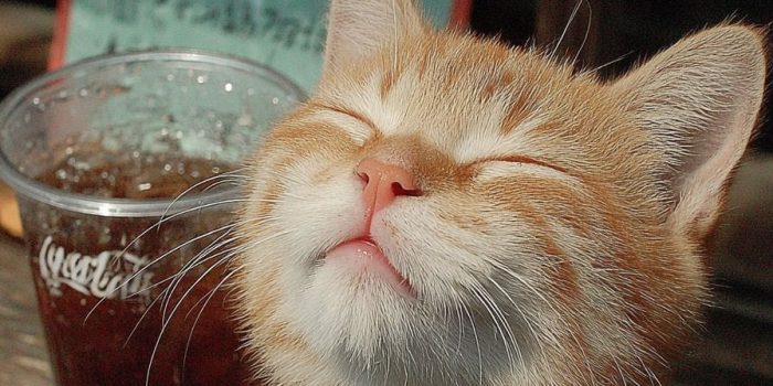 Ai提示词_一只快乐的猫在喝可乐缩略图
